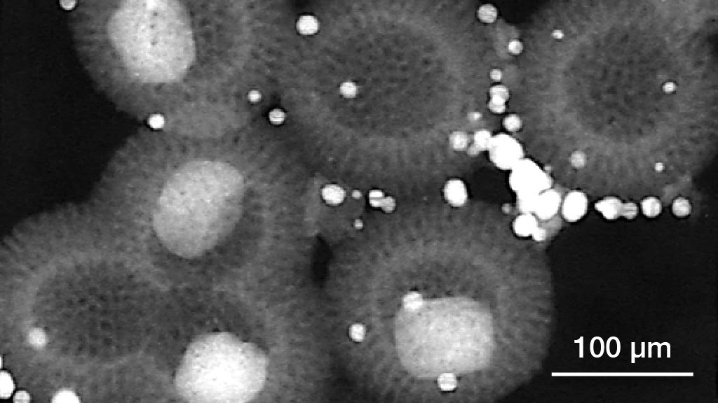 FIB-SEM | Helios 5 DualBeam | Thermo Fisher Scientific - CN